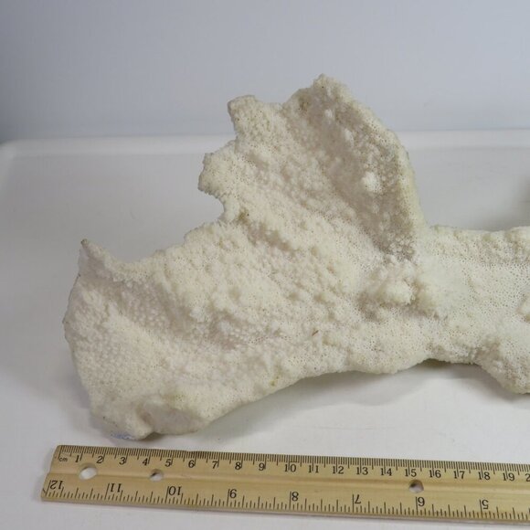 (1) solid Piece of REAL Coral over 3lbs & 13" long - Picture 12 of 14